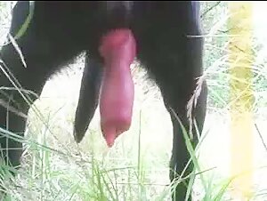 Black female dog with Imposing Tail in Need of Pussy