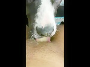 Black Woman and Dog: An Exciting Encounter