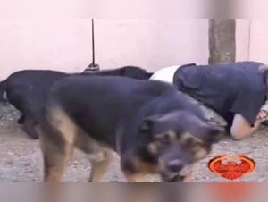 Blonde Bestiality: Forbidden Delights