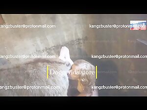 Blonde submitted to a horse: ejaculation and knot