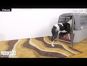 Blonde Teen and her Big Dog