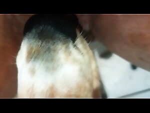 Blooming with pleasure with a vixen artofzoo lover of bestiality