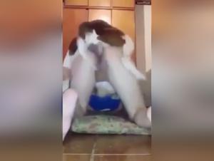 Brazilian bestiality: explore the limits of desire