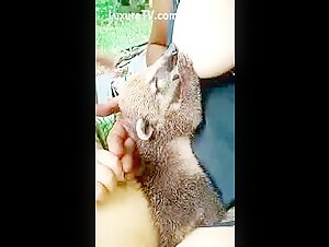 Breastfeeding Coati - A Wild Experience