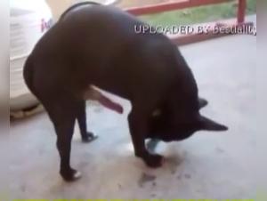 Brutal Desire: Little Slut, Obsessed Dog