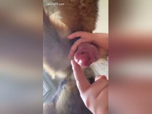 Brutal Desire: Women and Dogs at the Apex of Pleasure