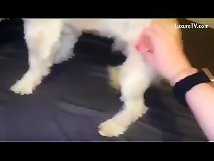 Brutal fuck between a slut and a dog