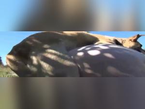 Brutal Zoophilia: A Wild Encounter