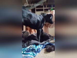 Brute canine satisfaction