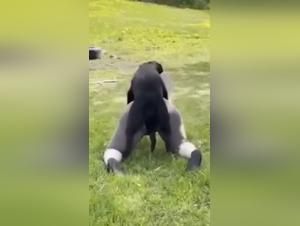 Brute zoophilia: uncontrollable animal desire