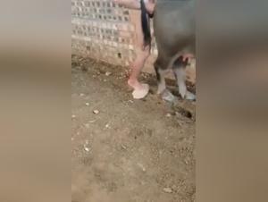 Buffalo Domination: The wild and inexorable sexual act