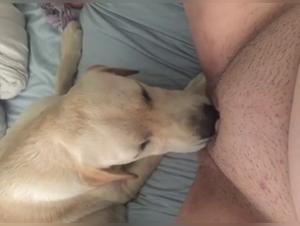 Business delights: Explore wild animal desire