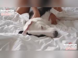 Business delights: the indomitable power of the dog