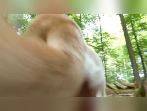 Business delights: the raw power of the revealed dog