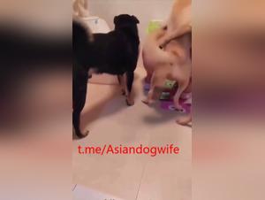 Business orgasms with a dedicated Chinese