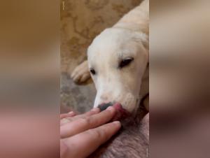 Canin treats: Foulin Brutal controls