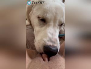 Canine bestiality and wild enjoyment