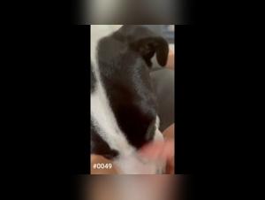 Canine bestiality, animal debauchery