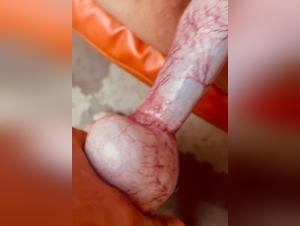 Canine bestiality: unhealthy pleasure in the extreme