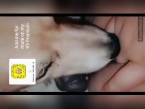 Canine Coutess hidden secrets: extreme compilation