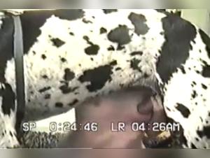 Canine Debauchery: A Passionate Encounter with the Harlequin Dane