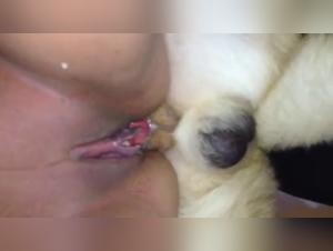 Canine debauchery: animal fantasies