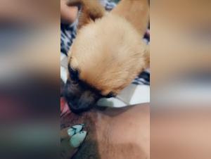 Canine debauchery: Forbidden pleasure