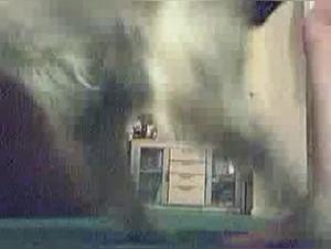 Canine debauchery: raw and uncontrolled enjoyment