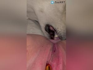 Canine debauchery, teenager under feline domination