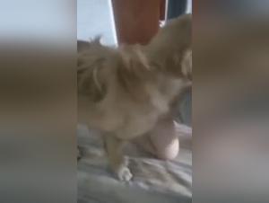 Canine Debauchery: The Chinese Slut and Her Dog