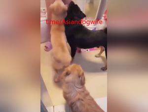 Canine Debauchery: The Ferocity of Instinct