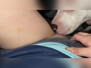 Canine Debauchery: The most obscene videos