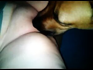 Canine delight: Landica animal sex