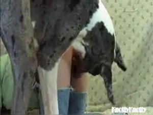 Canine delights: a sexual triangle without restraint