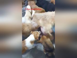 Canine delights: Domination and raw enjoyment