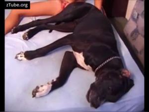 Canine Delights: Explore Animal Desire