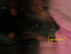 Canine delights, febrile orgies