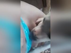 Canine delirium: Fecale orgies and animal sex