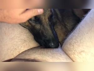 Canine dominance, animal enjoyment