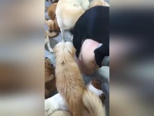 Canine dominance, exacerbated female pleasure