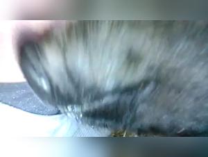 Canine Domination: Extreme Zoophilia XXX Videos