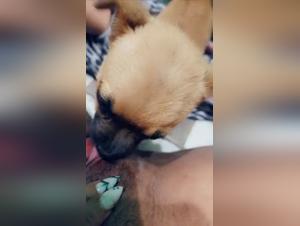 Canine Domination: The Apogee of Forbidden Desire