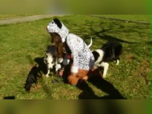 Canine Domination: The Call of Bestiality