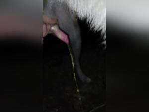 Canine Domination: The unholy act of udder and submission