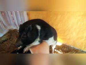 Canine Domination: Wild Delights in High Definition