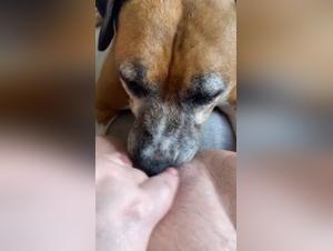 Canine enjoyment: insatiable licking