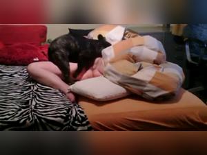 Canine fantasies: Bestiality explorations