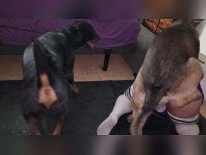 Canine Guilt: Forbidden Delights