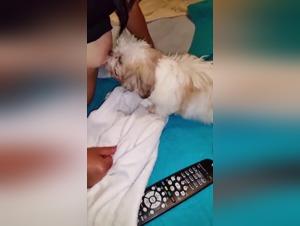 Canine lactation delights: extreme zootubex