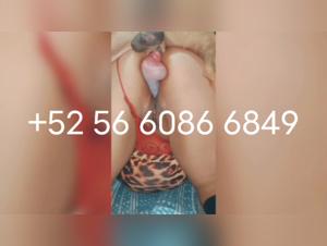 Canine lactations and mature enjoyment